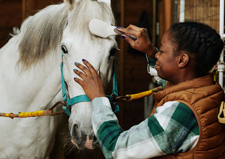 horse care management